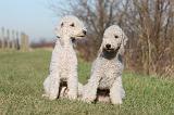 BEDLINGTON TERRIER 173